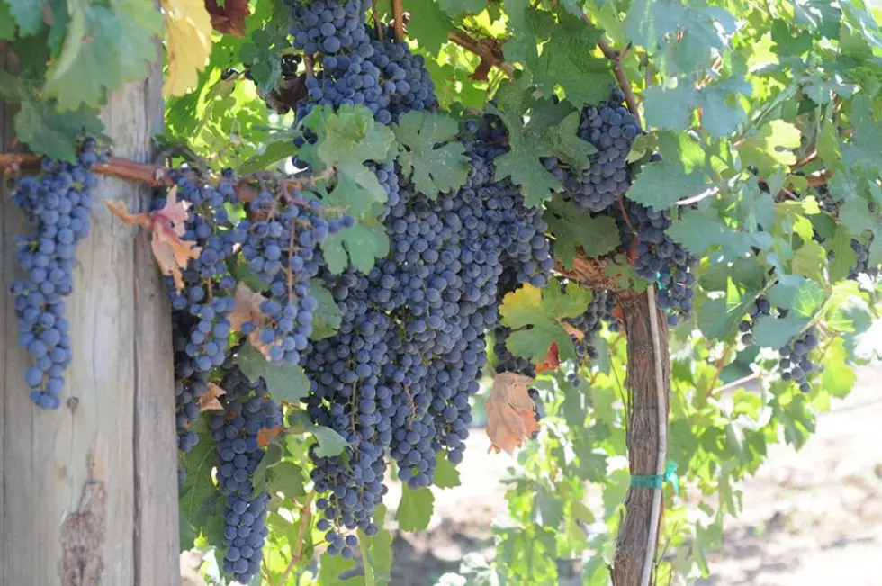 Growers Reminded To Watch Out For Grape Pruning Disease