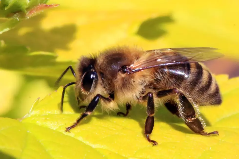 Merkley: We Need To Protect Our Pollinators