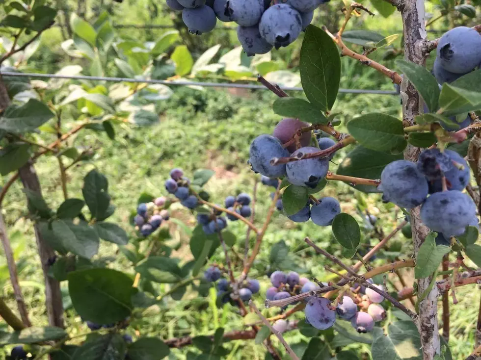 As Blueberry Demand Increases Local Growers Answer The Call