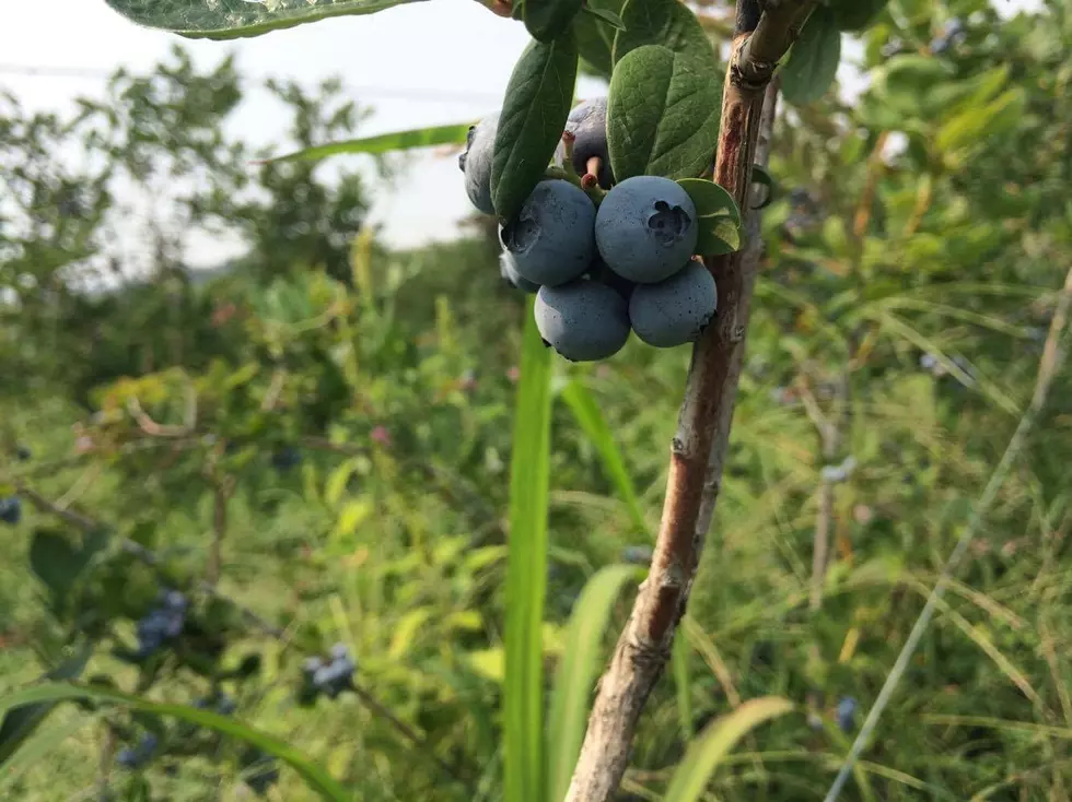 Blueberry Season in Full Swing
