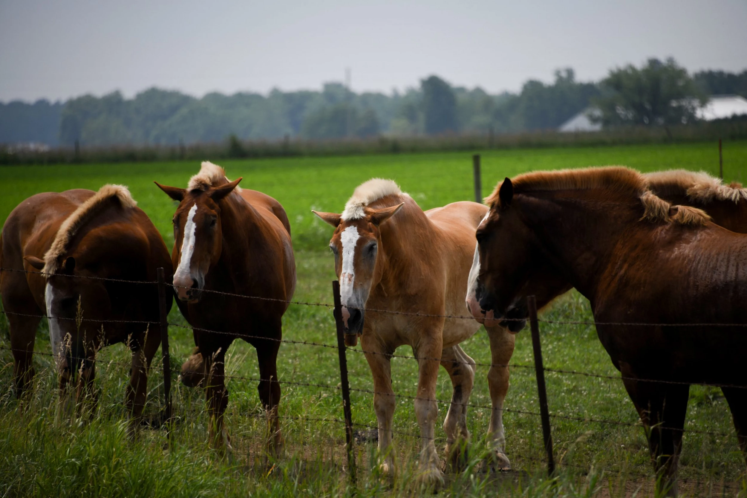 APHIS Proposes Amendments to Import Regulations for Horses