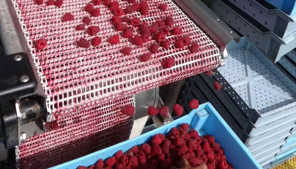 USITC Investigation Competition in Raspberry Industry