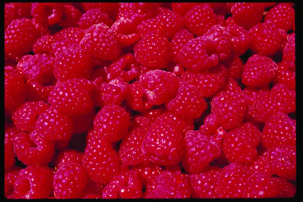 Washington Raspberry Crop Hit Hard By Heat