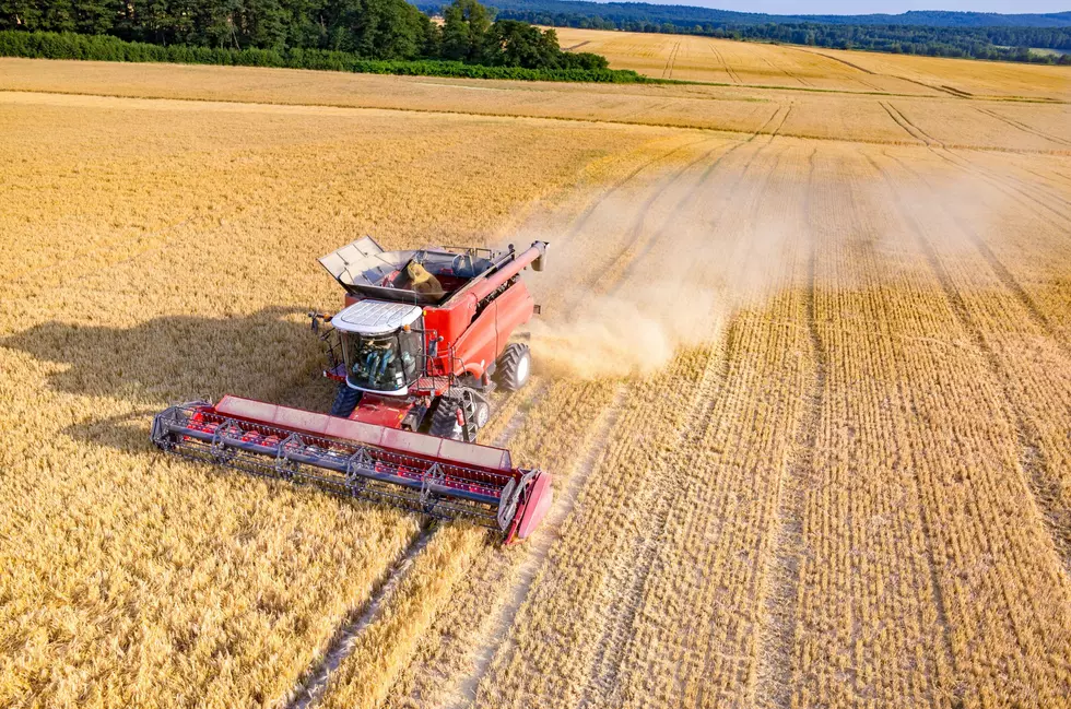 Spring Wheat Harvest Catching Up, Says Rippey