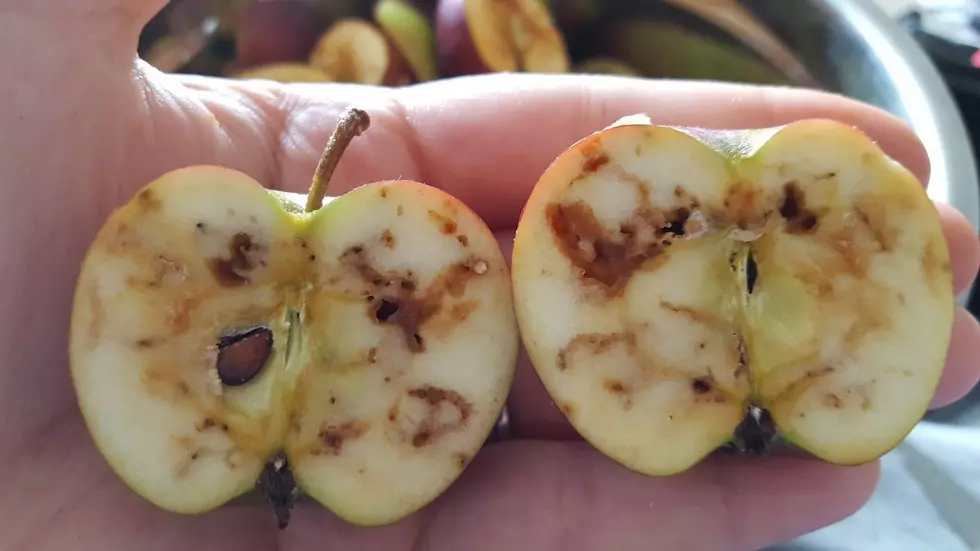 WSDA To Discuss Potential Apple Maggot Quarantine for Okanogan County In Early March