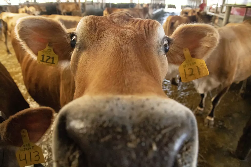 Hanselman: Dairy Is Tough To Live Without