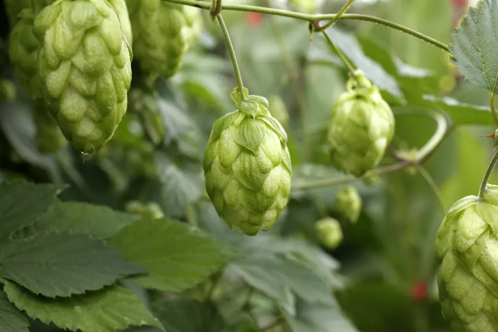 OSU: Location Has A Big Impact On Hops