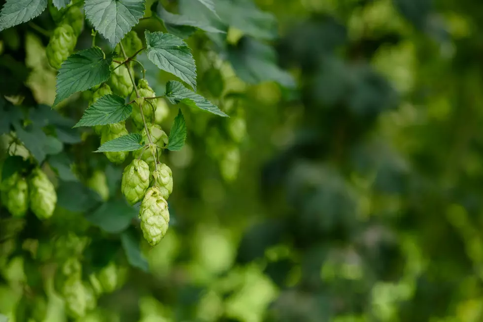 NW Hop Acreage Hits Another Record