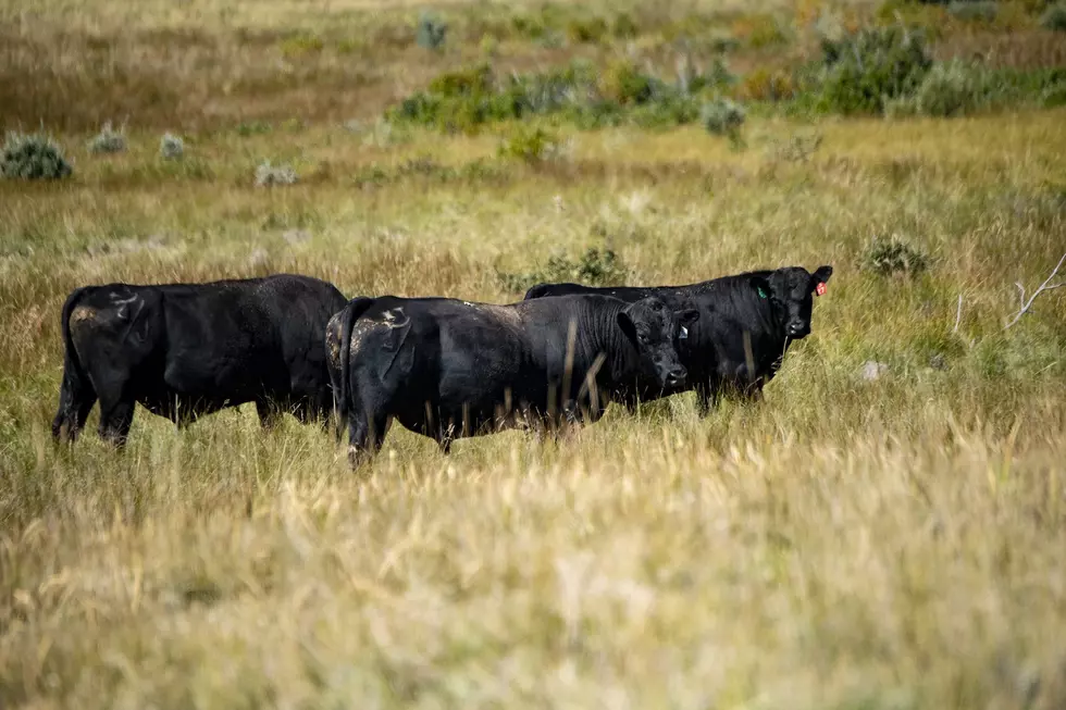 Nash: Cattle Producers Can Help Address Climate Change