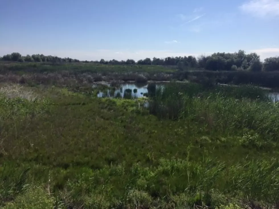 USDA Program Looks To Restore Wetlands