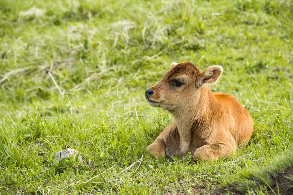 Farm Service Agency Updates Livestock Indemnity Payments for Smaller Calves