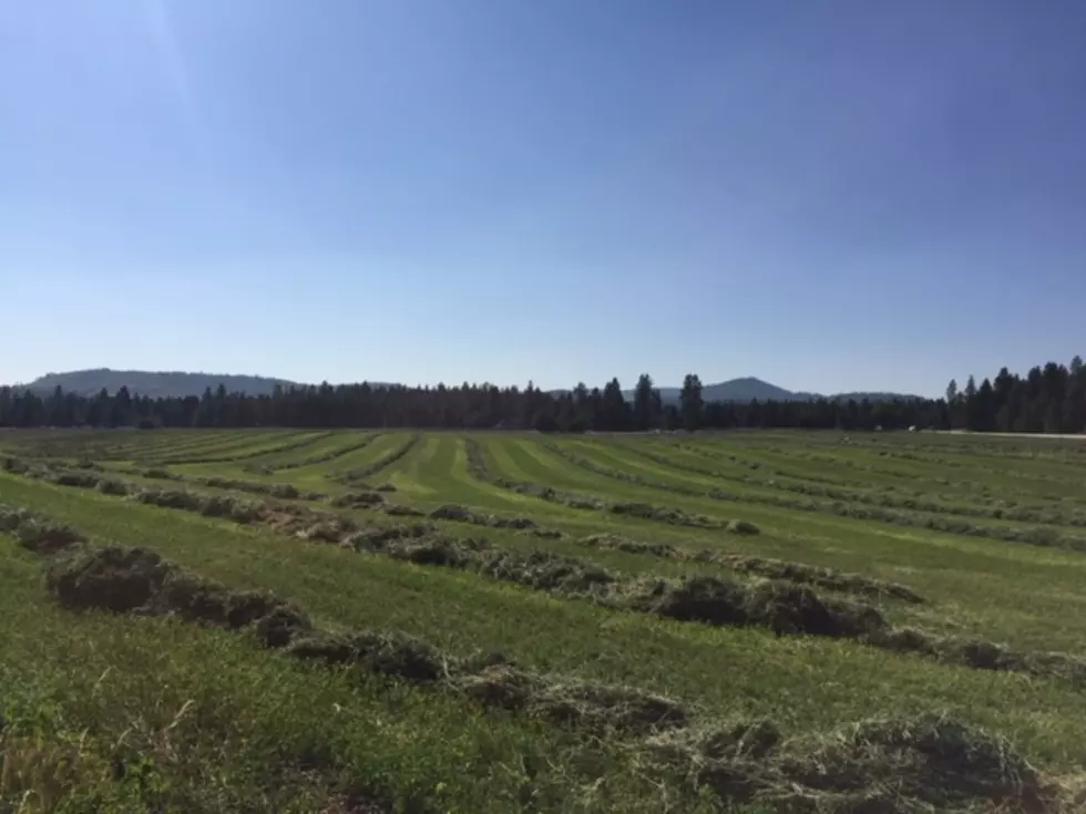 Compared To Other Commodities Pandemic Did Not Hurt Idaho Hay Growers
