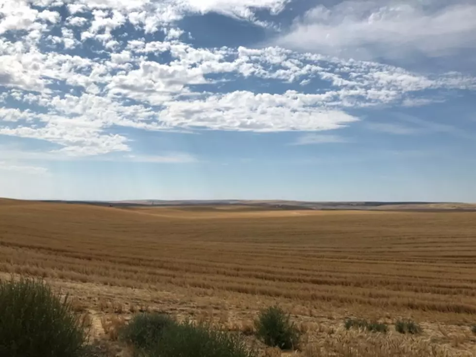 Rippey: Northwest Lags Behind In Winter Wheat Harvest
