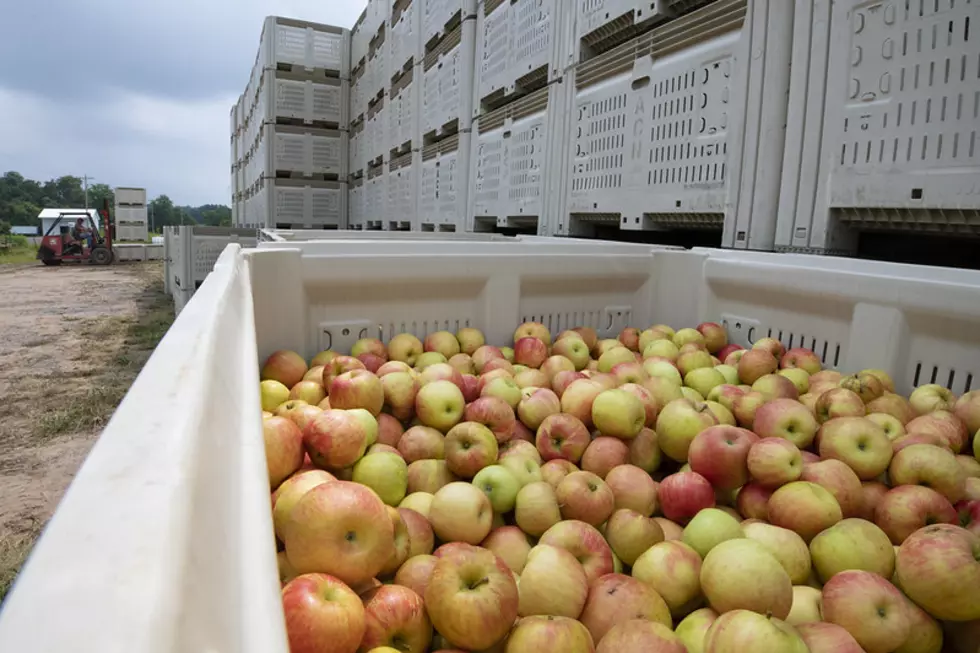 Washington Apple Harvest Estimate Decreases By 5.3%