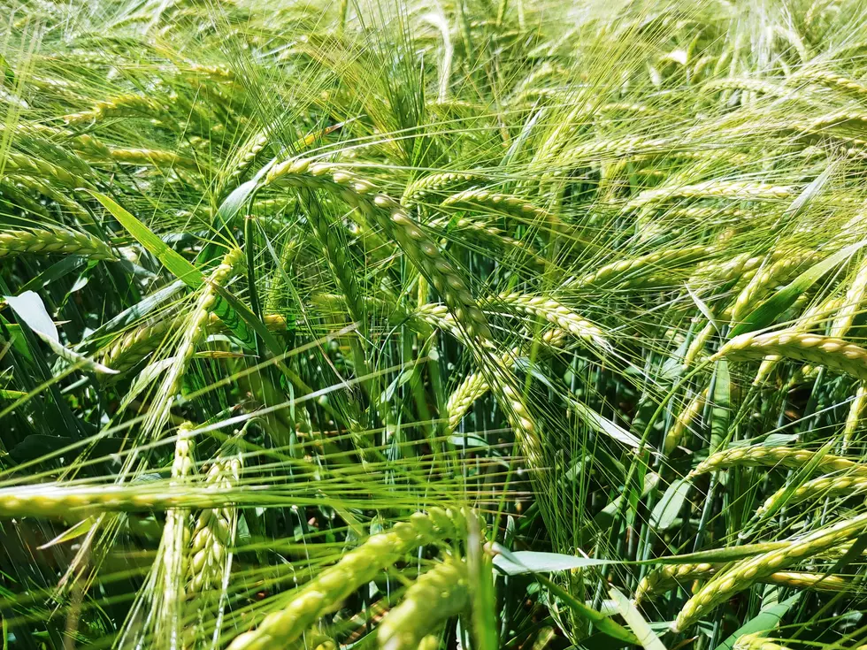 Idaho The Top Barley Producer in The U.S.