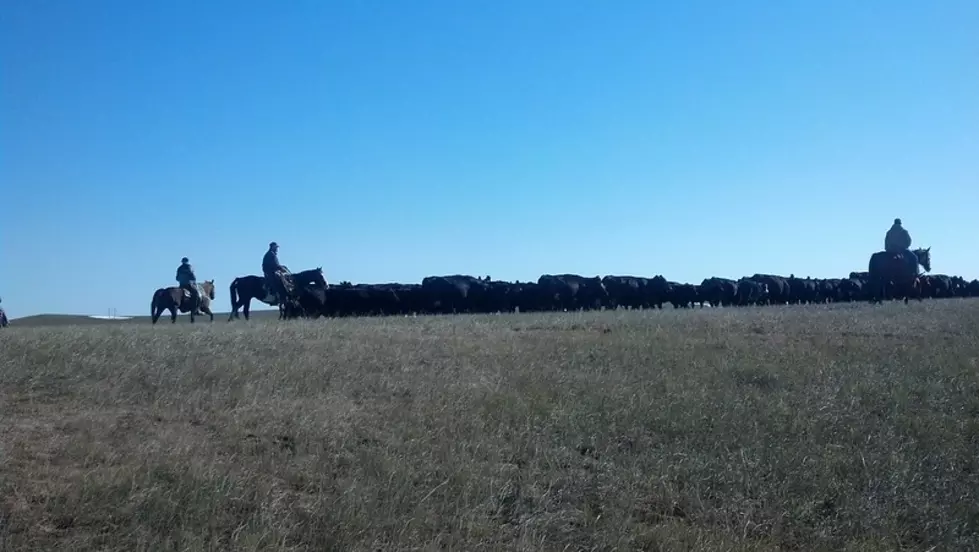 Cattle On Feed Numbers Remain High