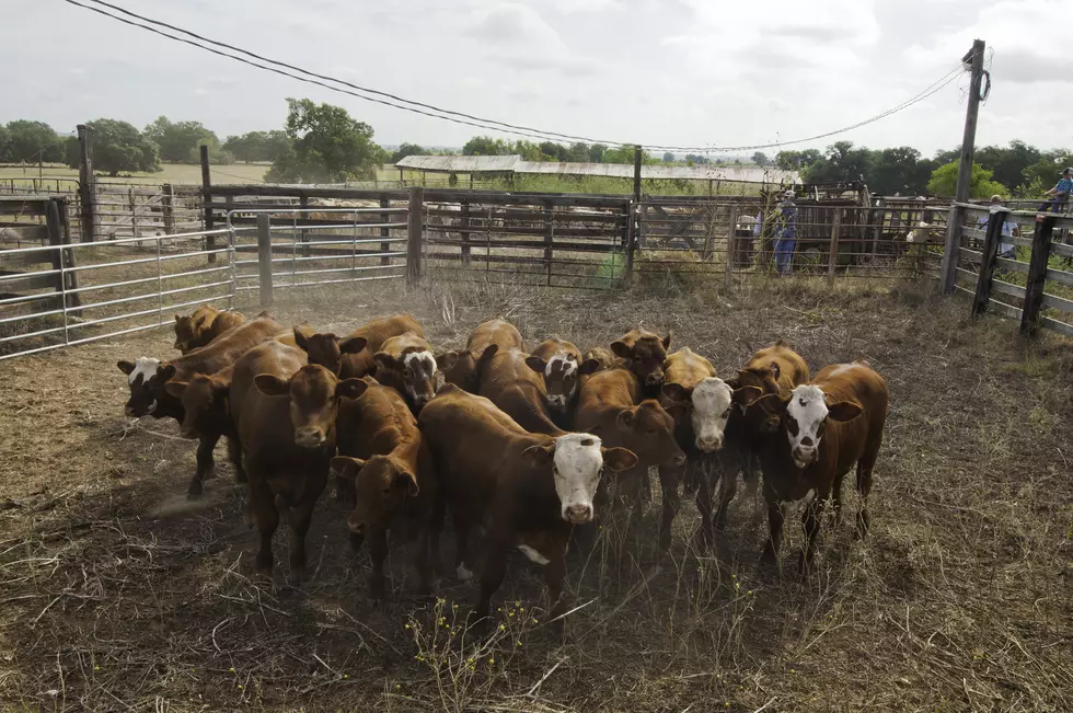 Cattle Market Transparency Act Introduced