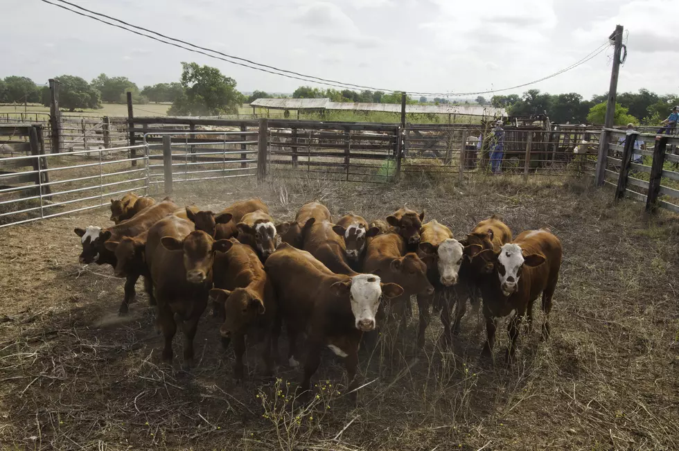 Cattle on Feed Numbers A Bit Of A Surprise