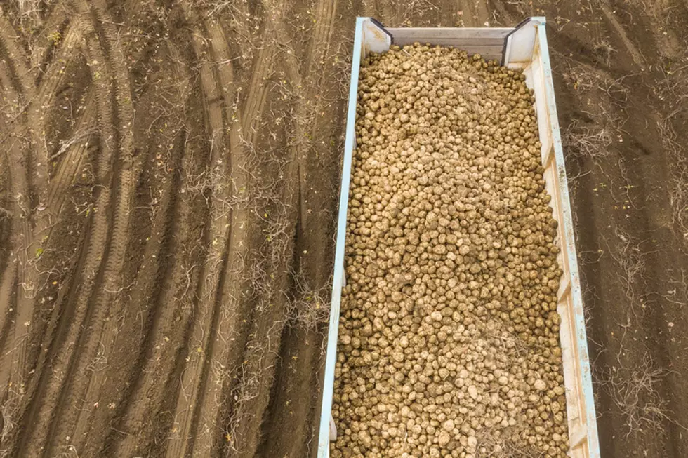 Pivoting For Idaho Potato Industry Not Over, Muir Says