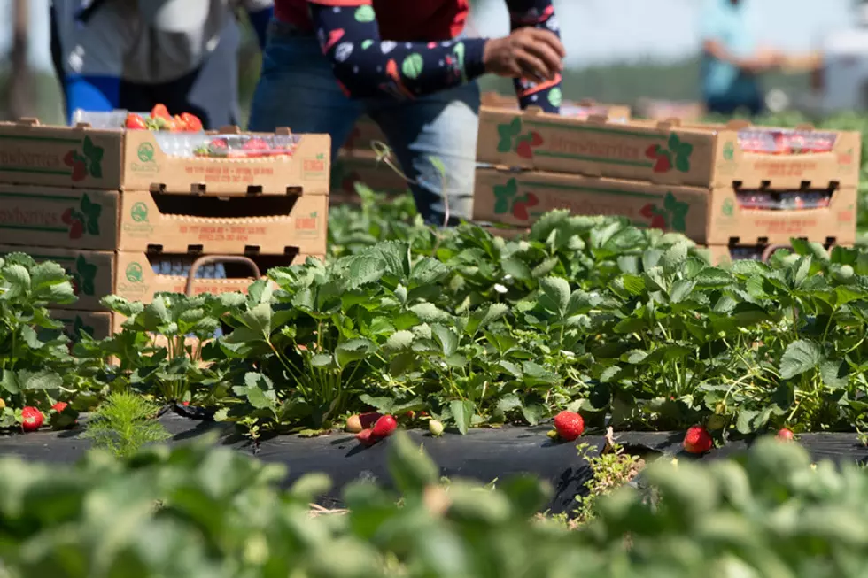 Oregon Farmers Farmer Workers Asked To Take A Break Wednesday