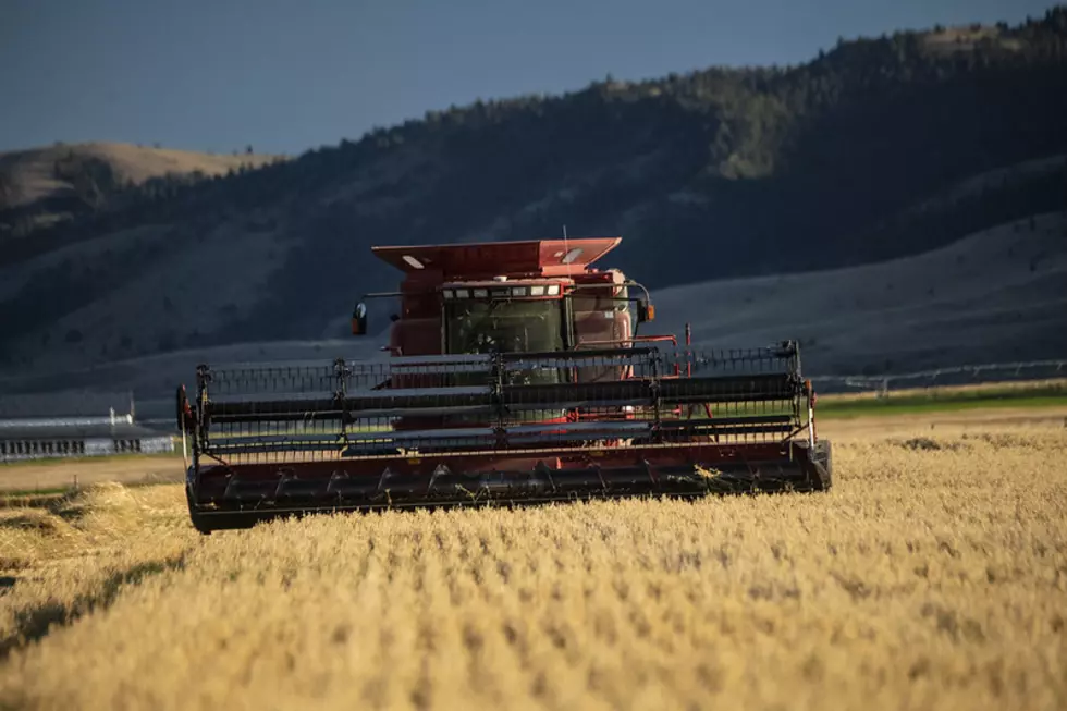 USDA: 2021 Wheat Acreage Up