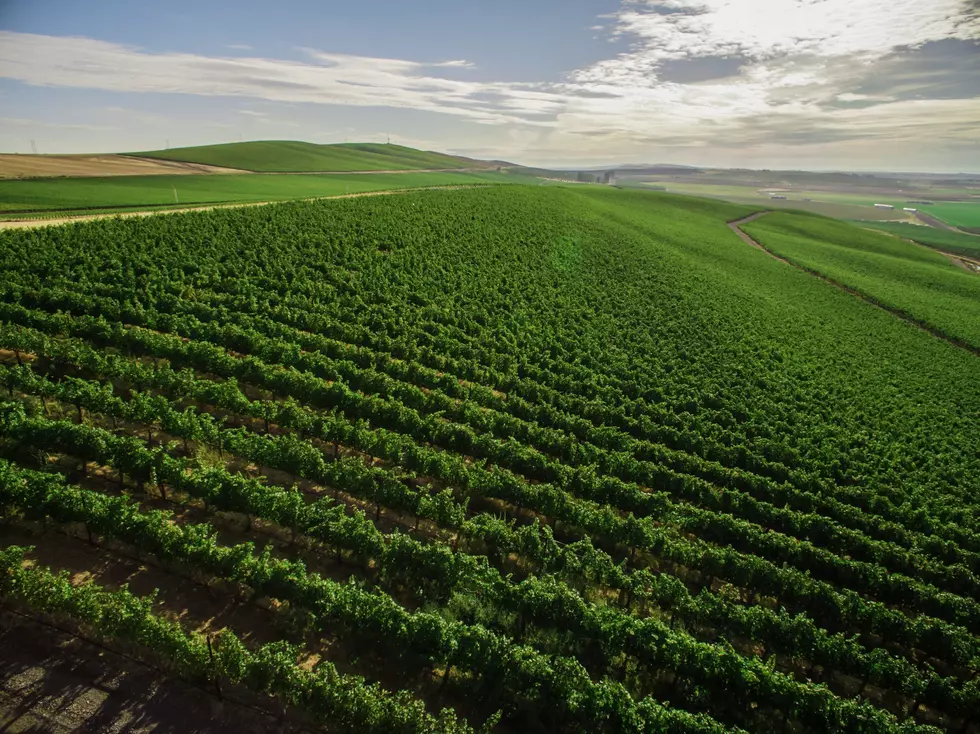 UC Davis Researchers Find New Life For Wine Grape Residue