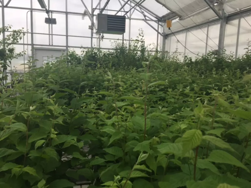 USDA Breaks Down American Horticultural Industry