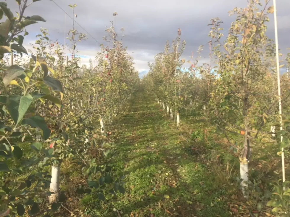 WSU Hosting Virtual Workshop Focused On Soil Health