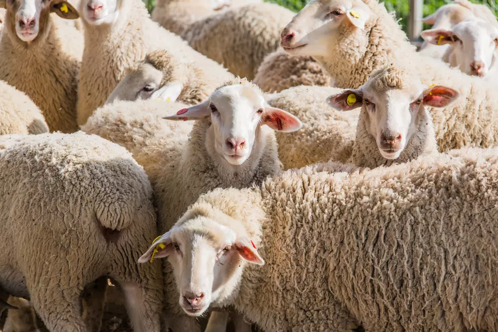 Sheep Industry Report Covers the Challenges and Positives in 2020