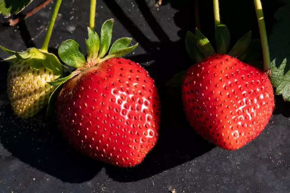 UC Davis Researchers Working To Tackle Fusarium Wilt In Strawberries