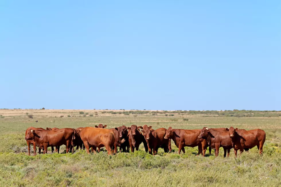 Stabenow: We Continue To Work To Address Cattle Price Issues