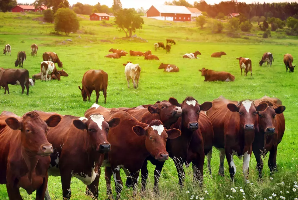 Masters of Beef Advocacy Program Launches Updated Training