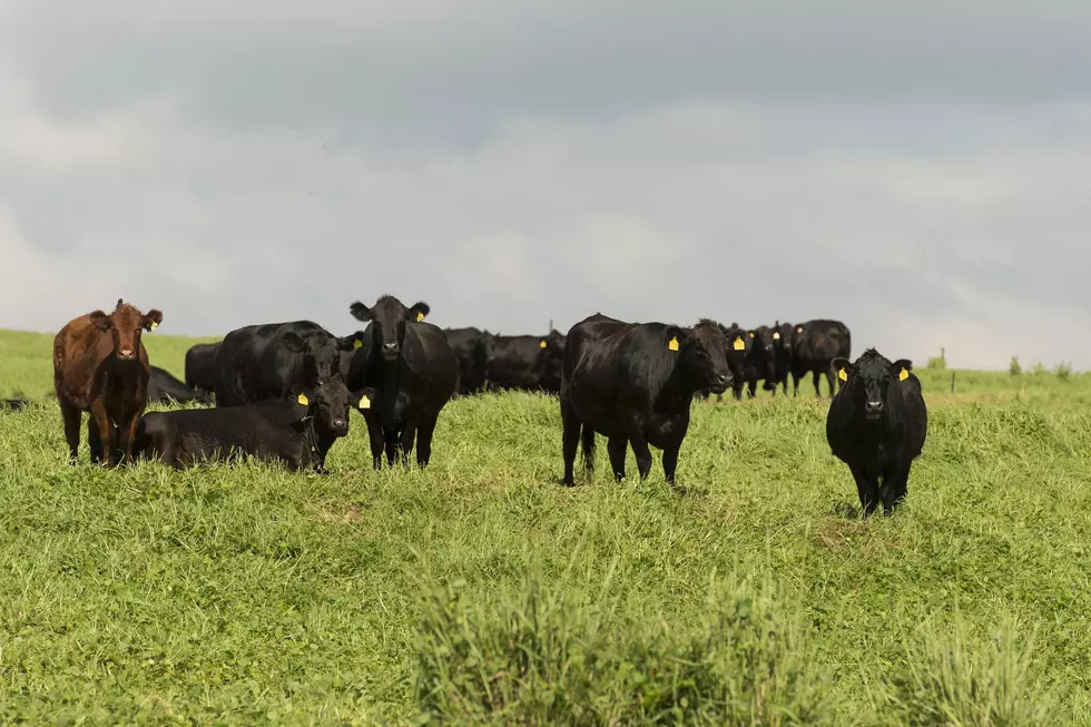 New COVID Wave Having An Impact On Beef Imports