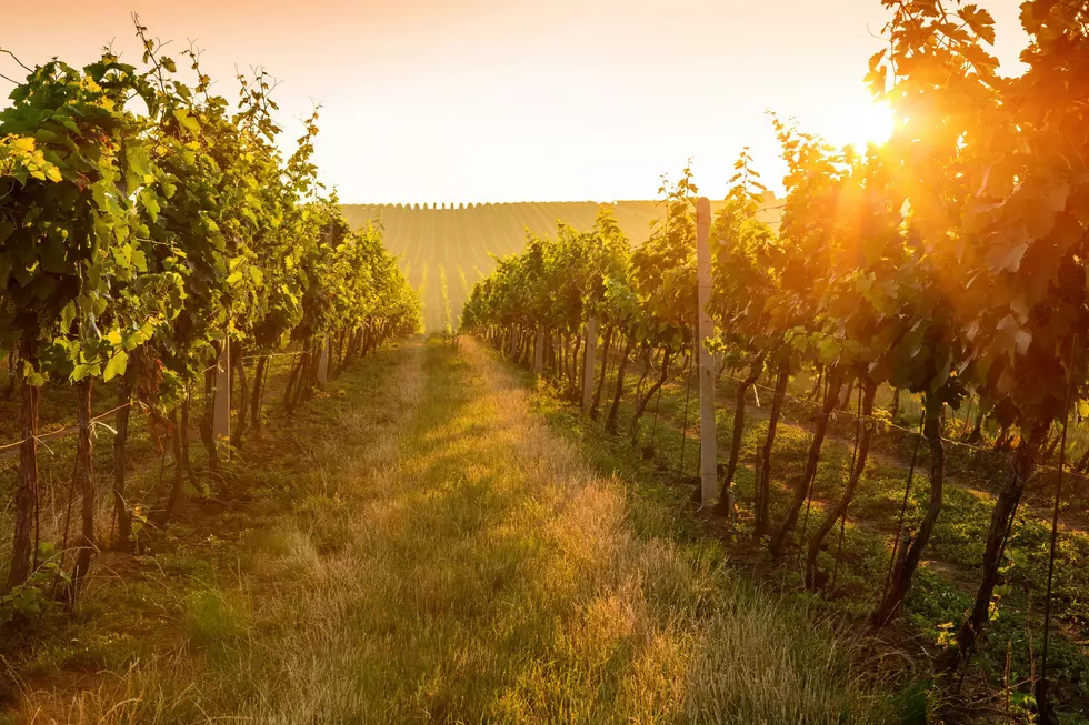Wine Minute: How Does The Current Sustainability Effort Help Producers, Consumers?