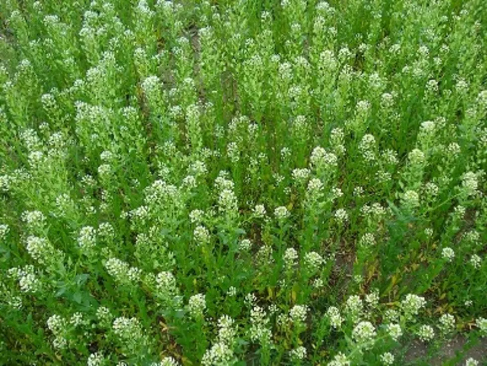 WSU Conducting Research On Possible Benefits From Pennycress
