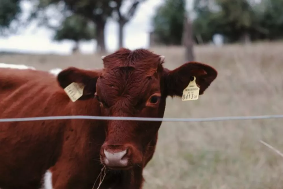 Shagam Breaks Down Lower U.S. Cattle Numbers