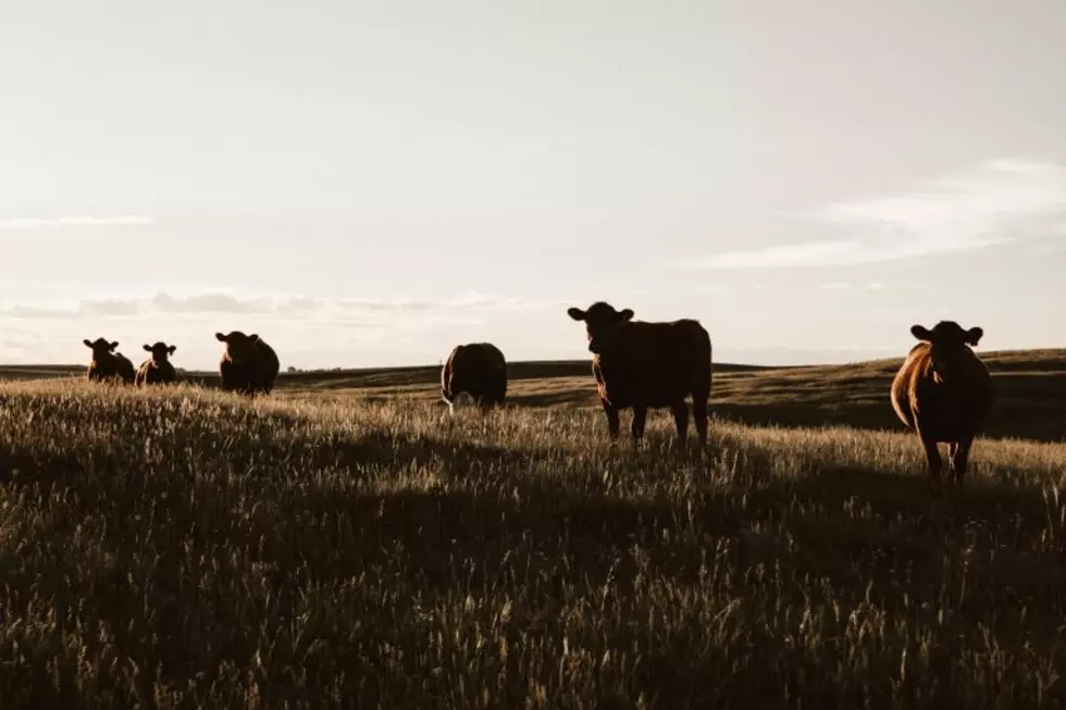 R-CALF Organizing E-mail Blitz in Favor of COOL