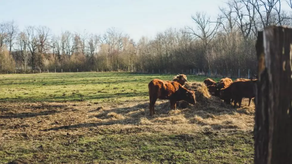 Idaho Cattle Welcomes New President