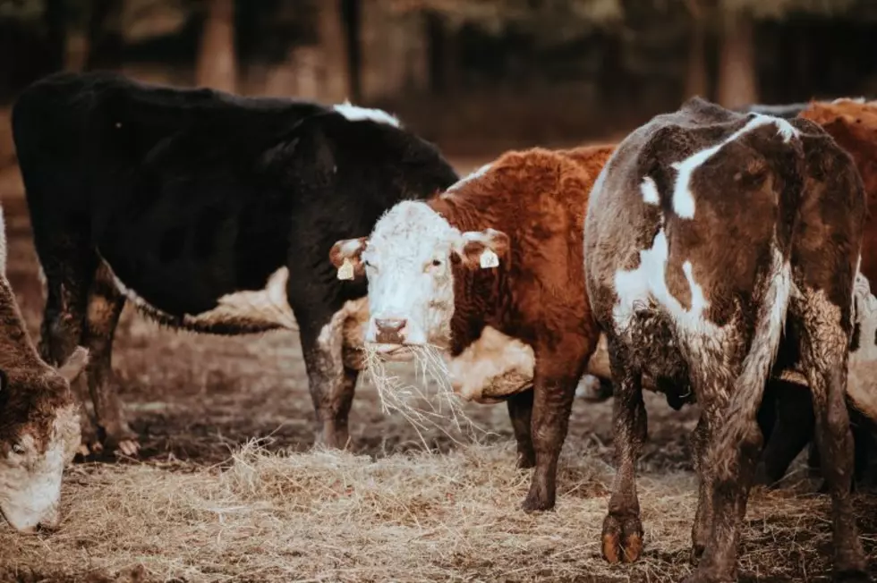 USDA Expects Surge In 2021 Beef Production