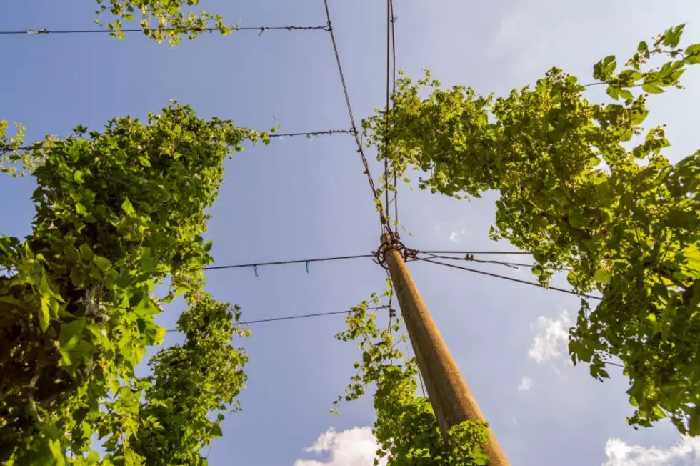Hop Acreage Continues To Increase Across The Northwest