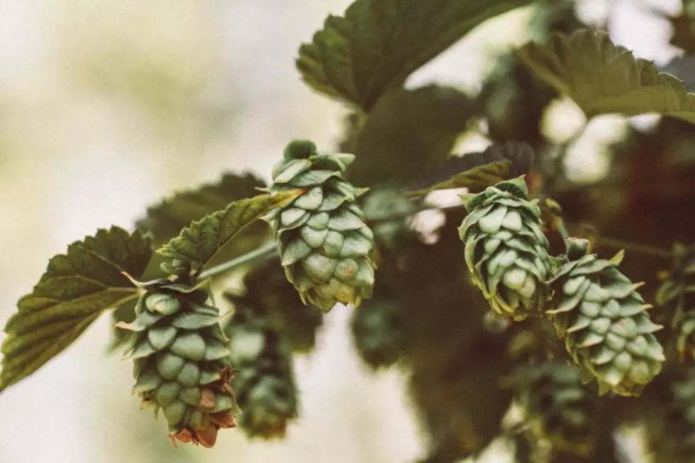 Washington State University Awarded $5 Million To Support Hop Research