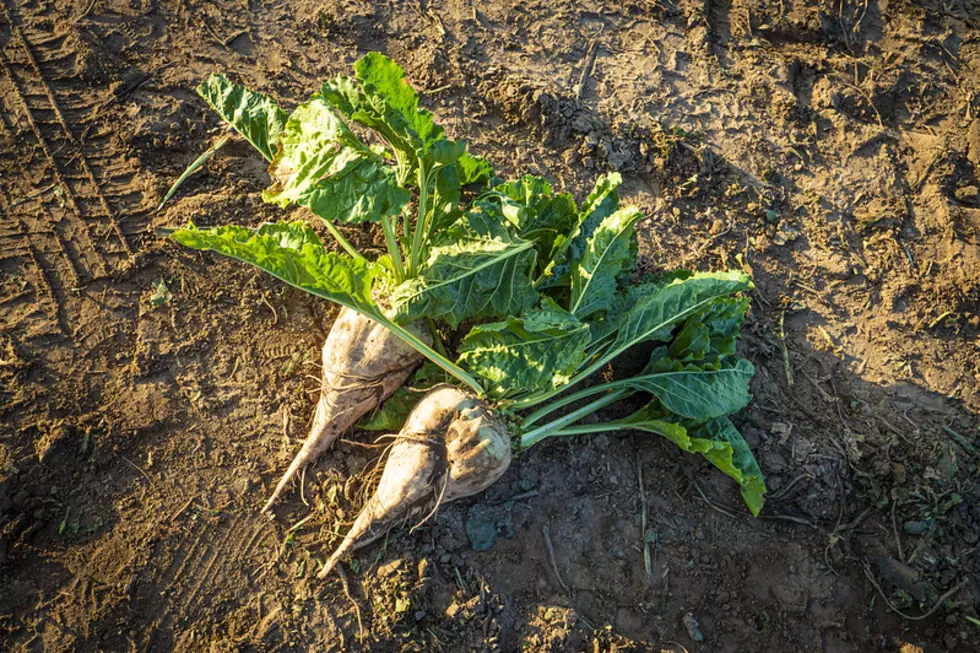 Idaho Leads Nation In Sugarbeet Plantings