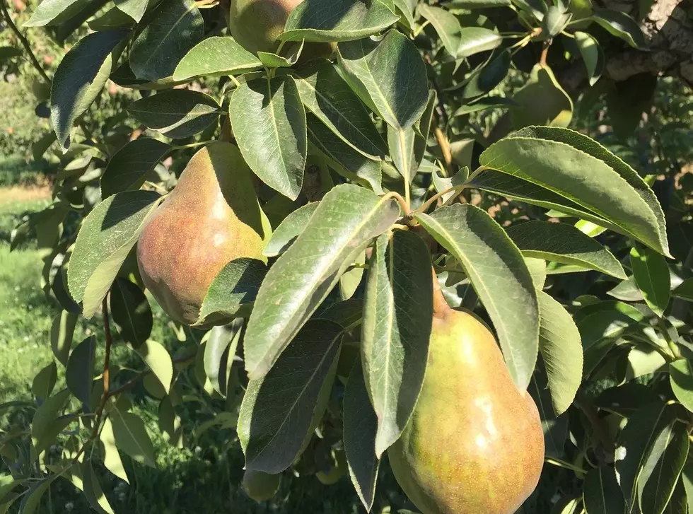 Perry: Slight Profits Expected For Apple, Pear Growers