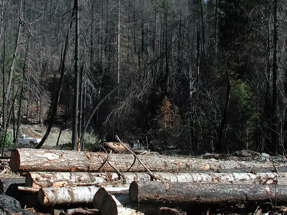 ODF: Time To Salvage Trees Burned Over Labor Day Weekend Running Out