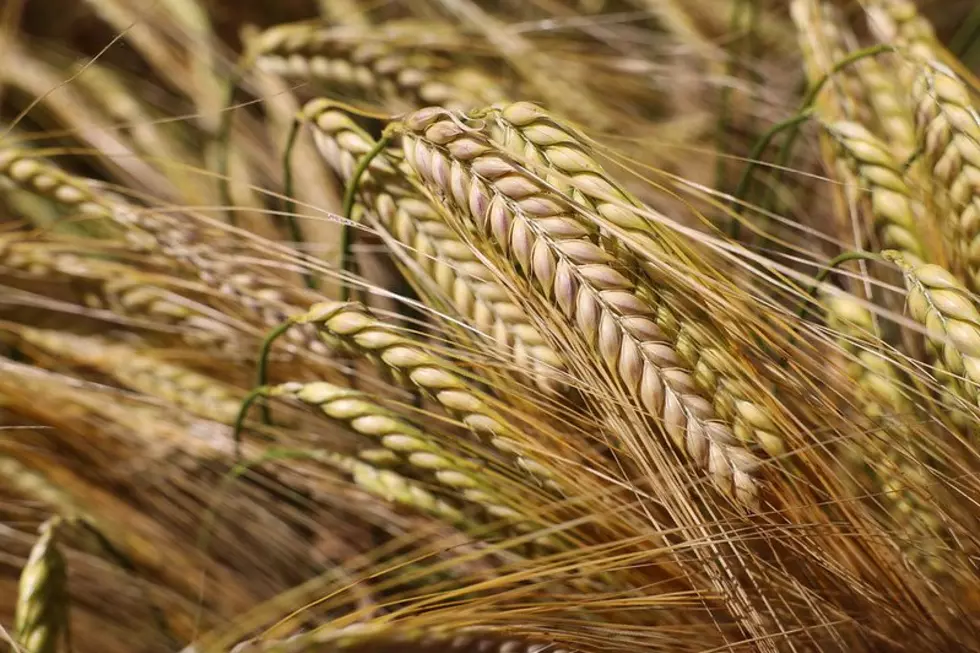 Wilder Study Shows Impact Barley Has On Idaho