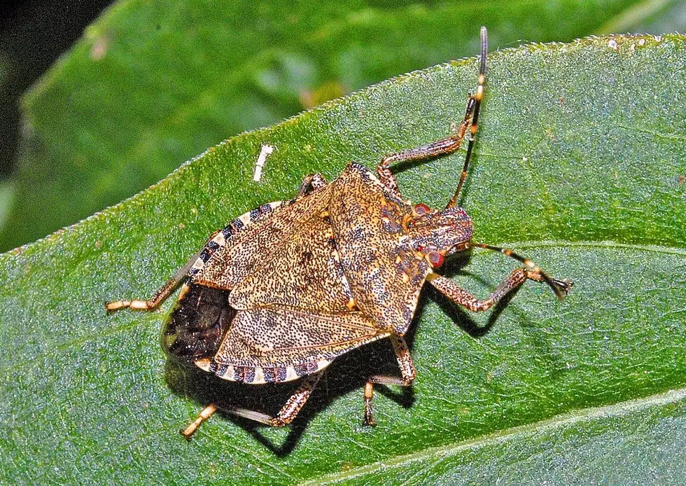 WSU Prof Says Stink Bug Populations Could Grow