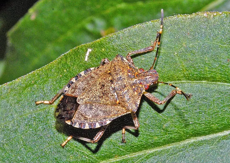 SCRI Hosting Brown Marmorated Stink Bug Webinar