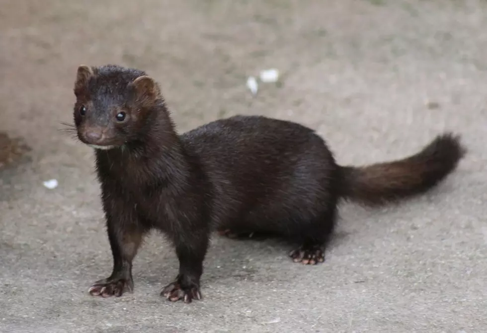 Oregon Lawmakers Look To Phase Out Mink Farming By The End Of The Year