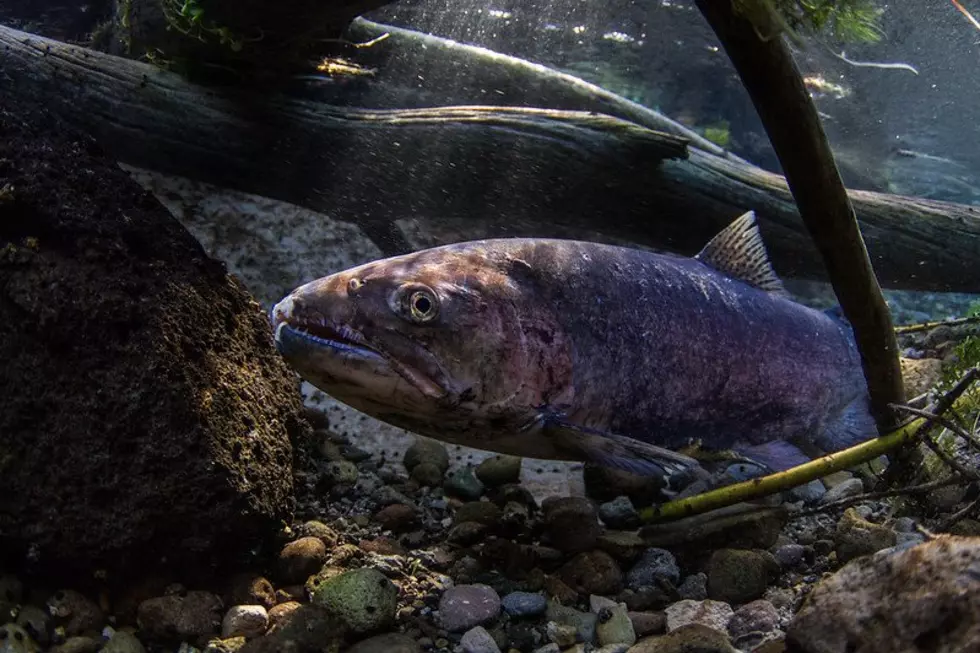 Joel McEntire Discusses Biggest Issues Facing Fishing Industry In Washington