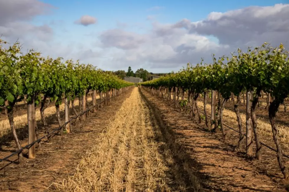Wine Minute: Creating A Sustainability Certification Program From Scratch